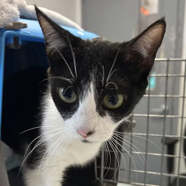 An adult small-sized female Domestic Short Hair cat named Laurel for adoption in El Cajon, CA