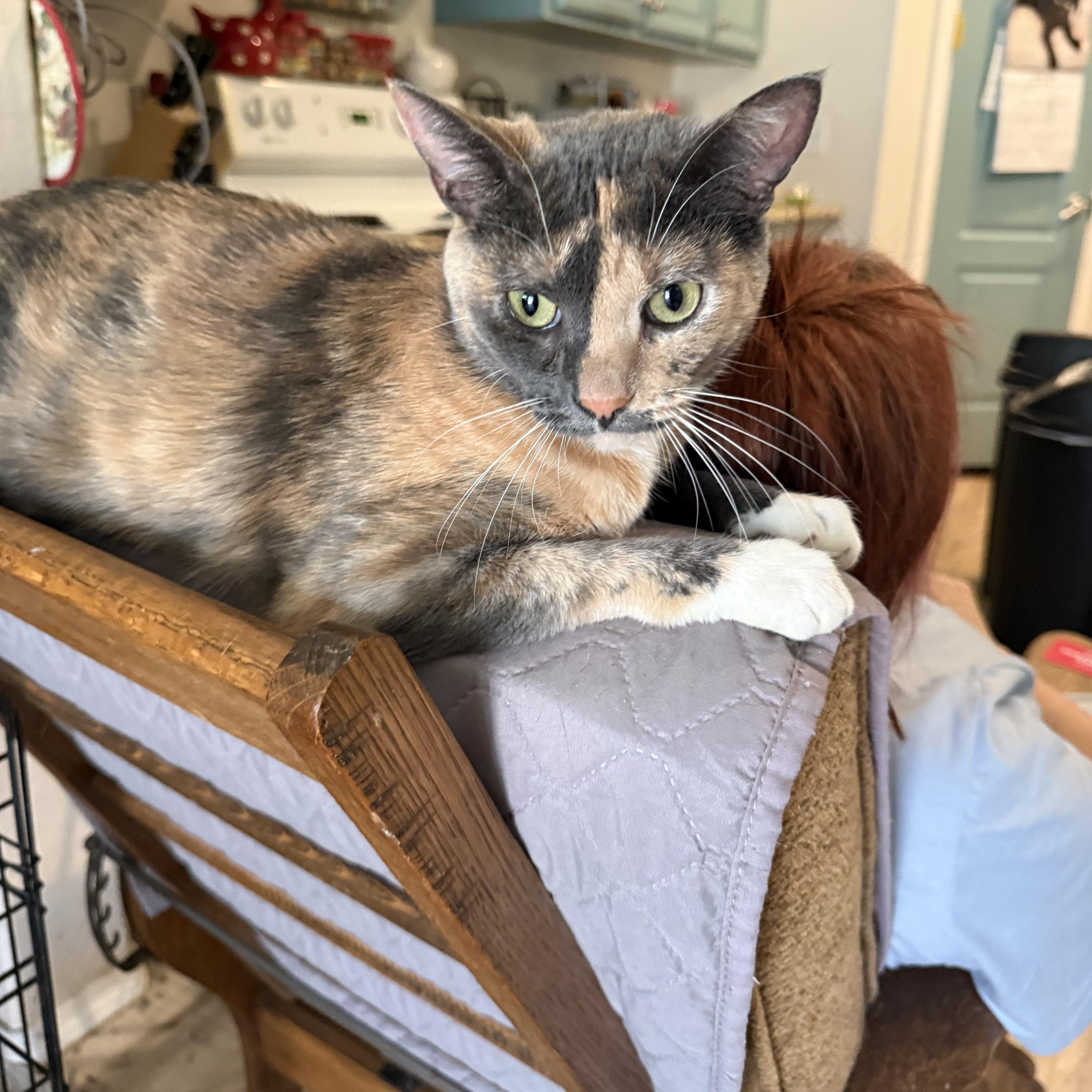 An adult medium-sized female Dilute Calico Dilute Tortoiseshell cat named Isabel for adoption in Fresno, CA