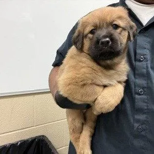 A baby medium-sized female Labrador Retriever dog named Brook for adoption in Bloomfield, CT