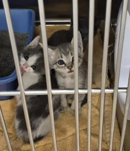 A baby small-sized female Domestic Short Hair cat named Pencil for adoption in Decatur, IL