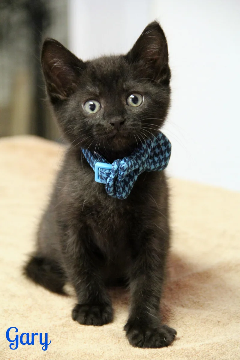 A baby medium-sized male Black Domestic Short Hair cat named Gary for adoption in Vinton, IA
