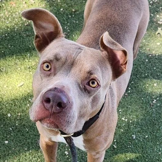 An adult medium-sized female Yellow / Tan / Blond / Fawn Pit Bull Terrier dog named Tuna for adoption in Austin, TX