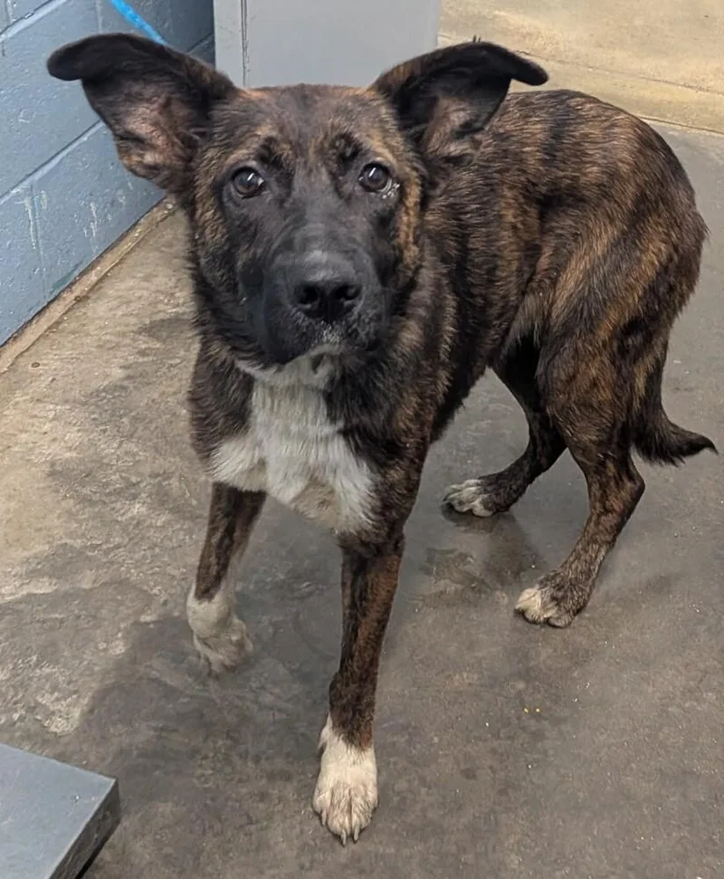 A young medium-sized female Shepherd dog named Devika for adoption in Evansville, IN