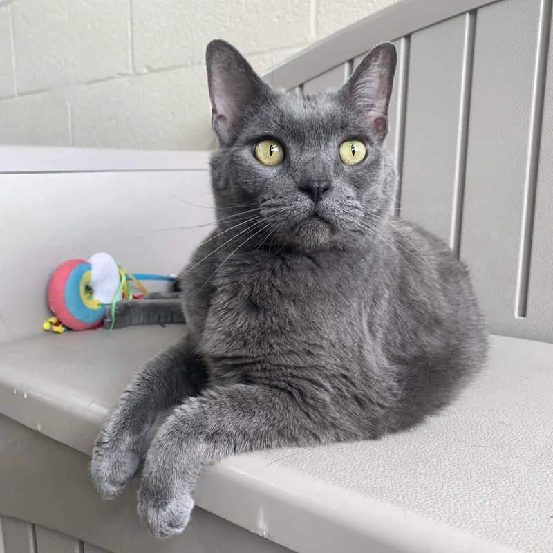 An adult large-sized female Domestic Short Hair cat named Peyton for adoption in Winchester, VA