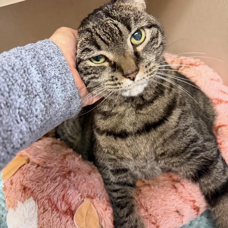 A senior large-sized male Tabby (Brown / Chocolate) Domestic Short Hair cat named Chinzy for adoption in Salem, NH