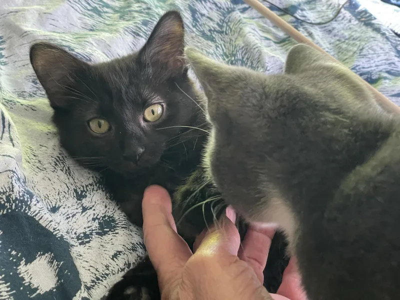 Kalakala and Tillikum thumbnail 6