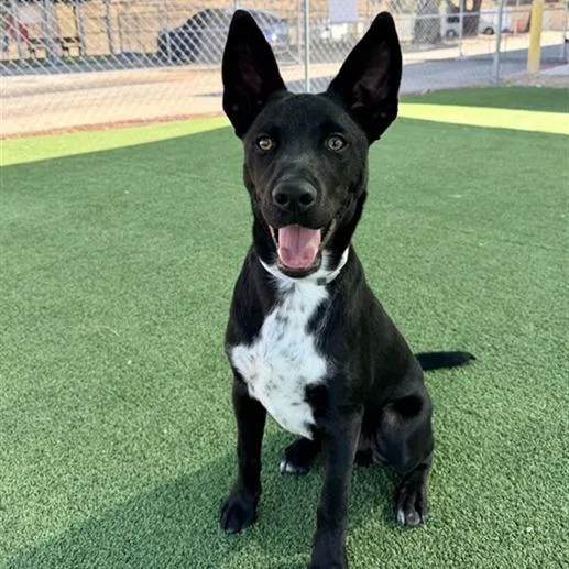 A young medium-sized male Black Husky dog named Kobe for adoption in Long Beach, CA
