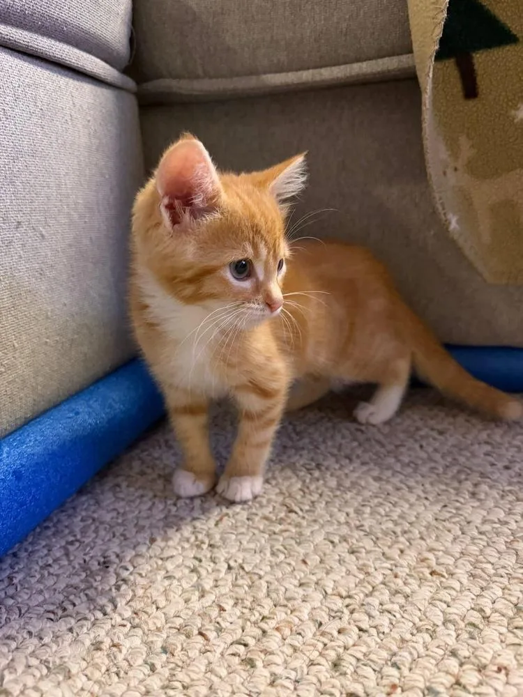 A baby small-sized female Orange & White Domestic Short Hair cat named Quatros: Conejita for adoption in Warren, CT