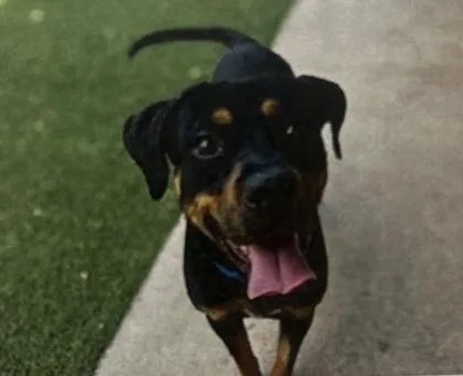 An adult medium-sized male Mixed Breed dog named Gilbert for adoption in Daytona Beach, FL