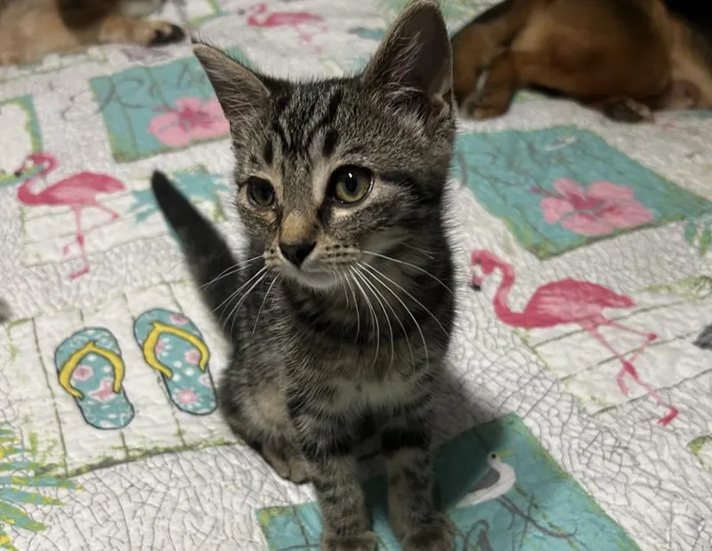 A baby small-sized female Tabby (Brown / Chocolate) Domestic Short Hair cat named Gurl for adoption in Columbus, IN