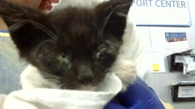 A baby medium-sized male Domestic Long Hair cat named Affogato for adoption in Dallas, TX