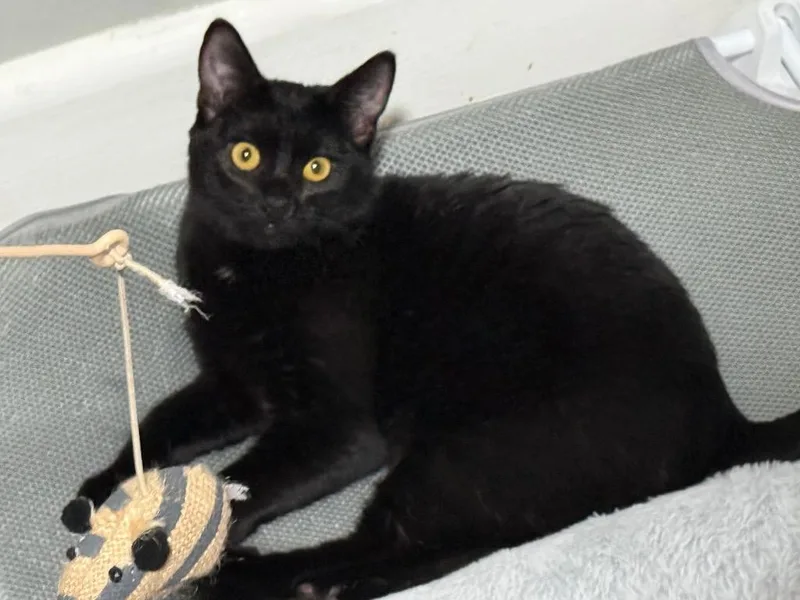 A baby small-sized female Domestic Short Hair cat named Lidia for adoption in Hampton, VA
