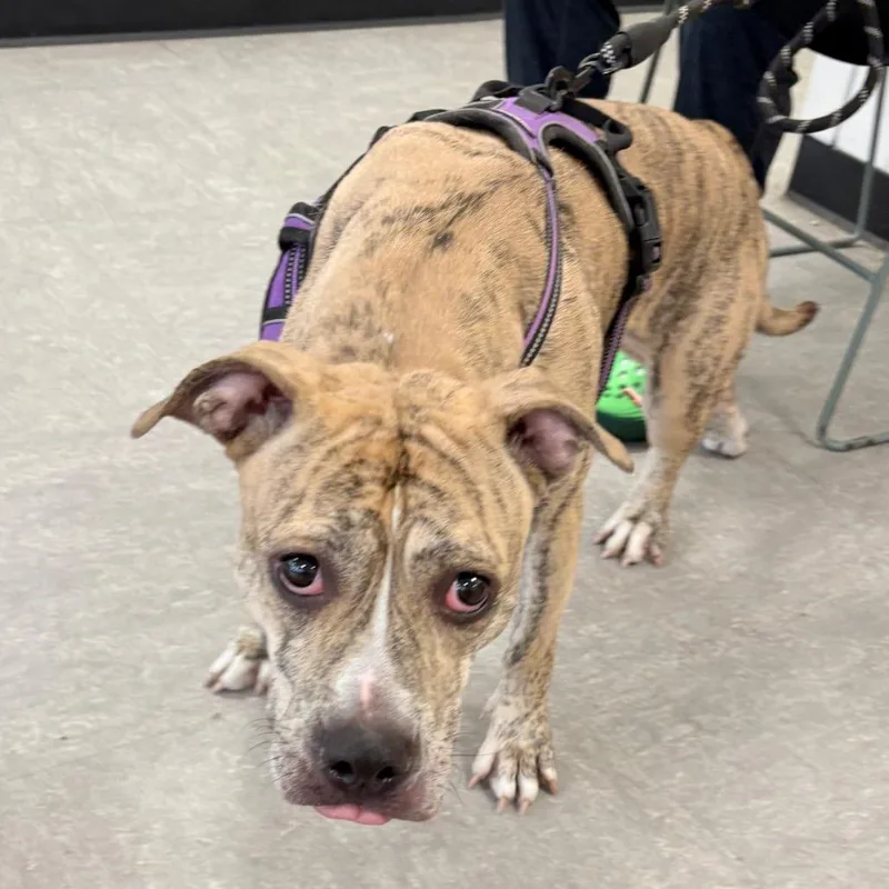 An adult medium-sized female Brindle Mixed Breed dog named Power Puff Girl for adoption in Philadelphia, PA