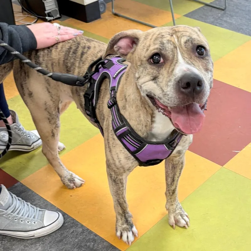 Power Puff Girl thumbnail 2