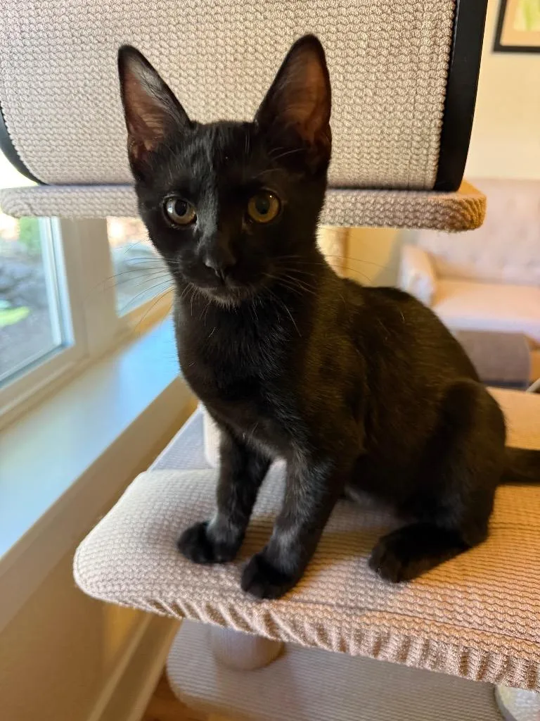 A baby small-sized female Domestic Short Hair cat named Minxie for adoption in Brookings, OR