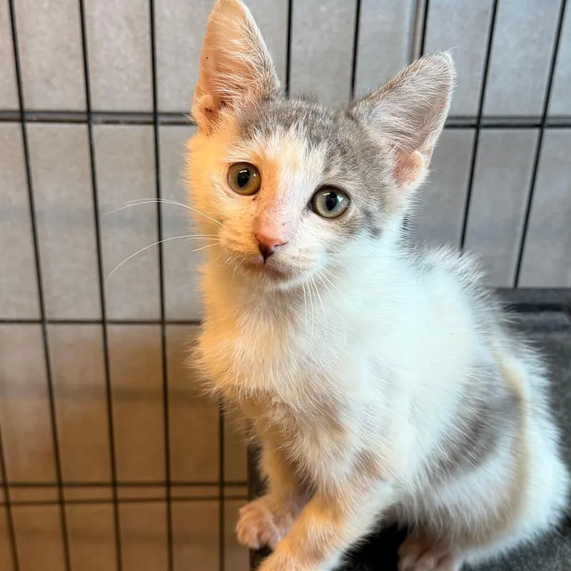 A baby small-sized male Black Domestic Short Hair cat named Surfer for adoption in Hinsdale, IL