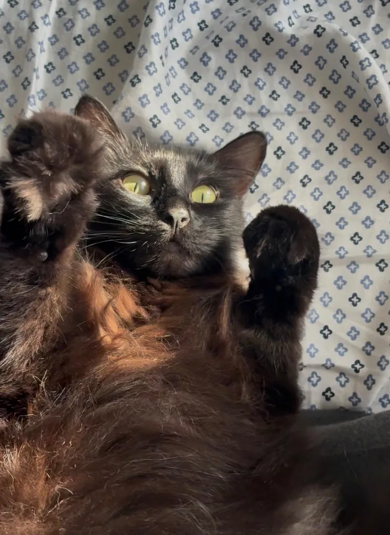 A young medium-sized female Domestic Medium Hair cat named Rhiana INDOOR ONLY for adoption in Stockton, CA