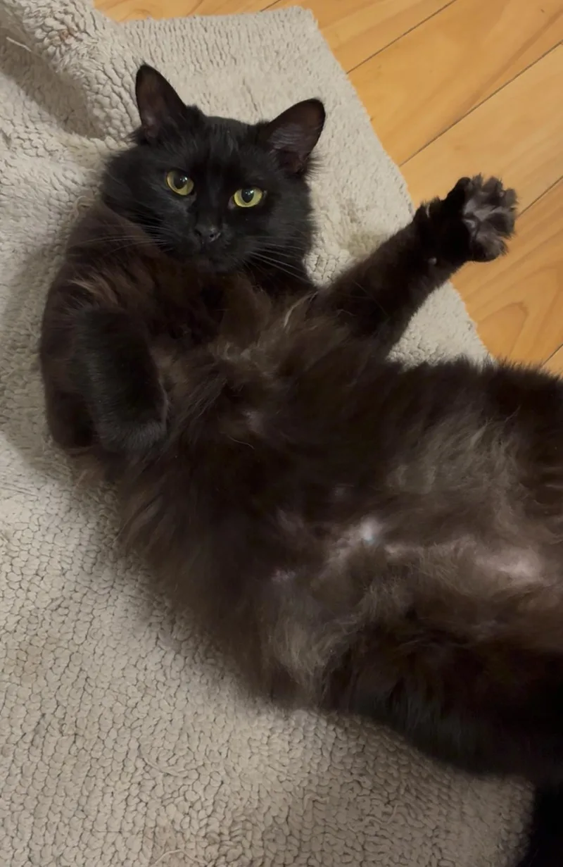 Rhiana INDOOR ONLY thumbnail 4