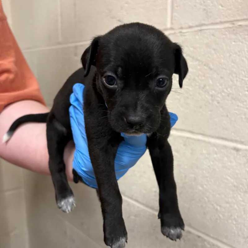 A baby small-sized male Black Mixed Breed dog named Saturn for adoption in East Hanover, NJ