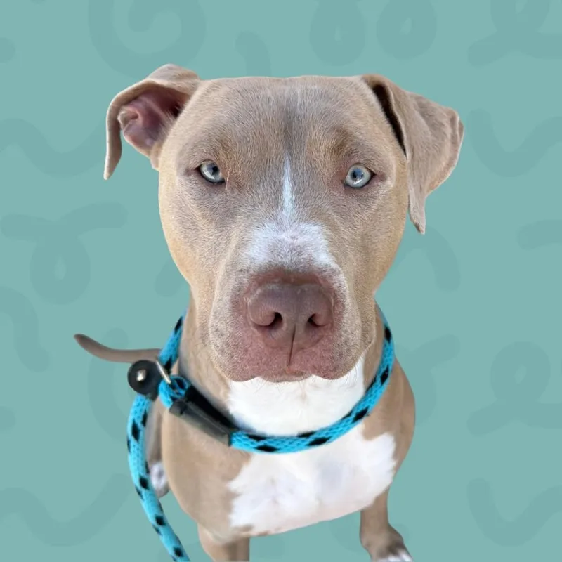Rocko thumbnail 2