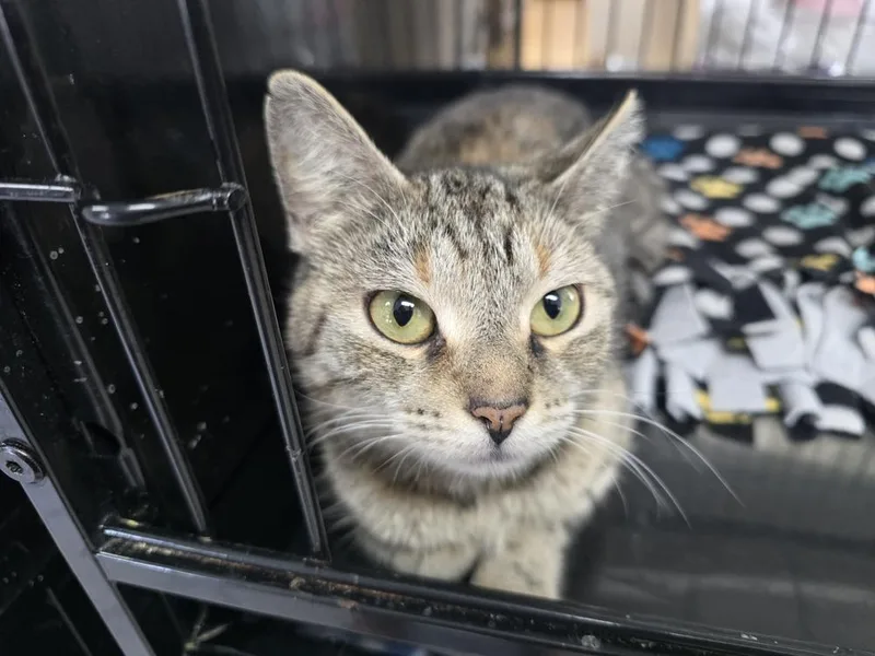 A young medium-sized female Gray / Blue / Silver Domestic Short Hair cat named Faith for adoption in Southbury, CT