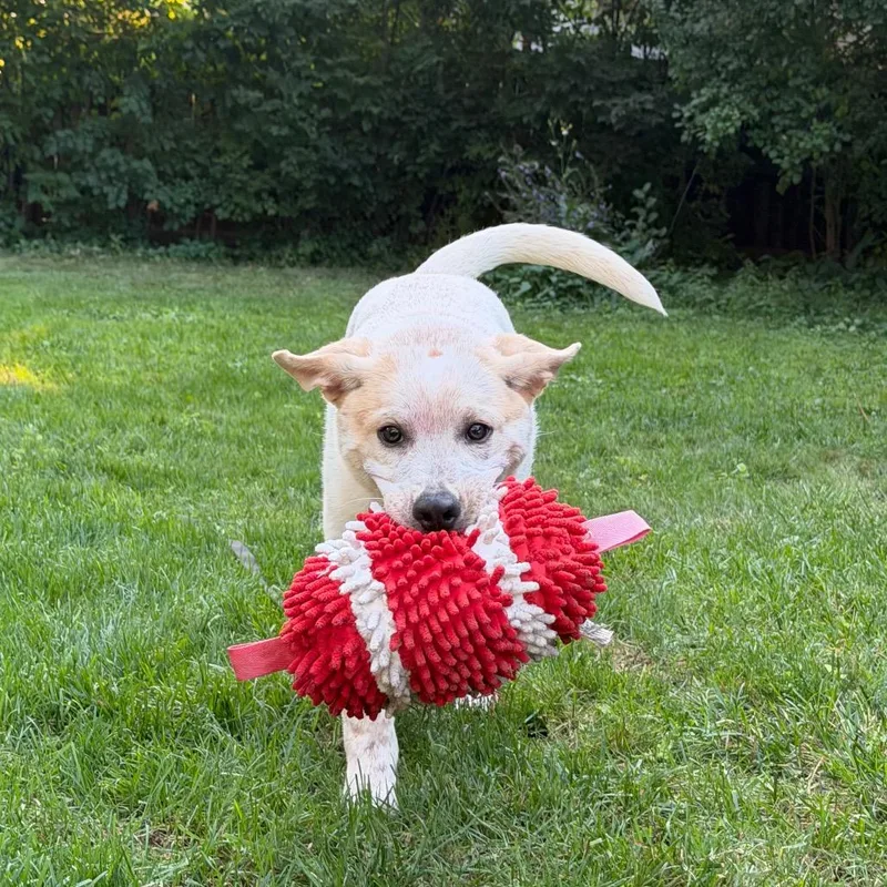 A baby medium-sized male White / Cream Labrador Retriever dog named Dalton for adoption in Fargo, ND