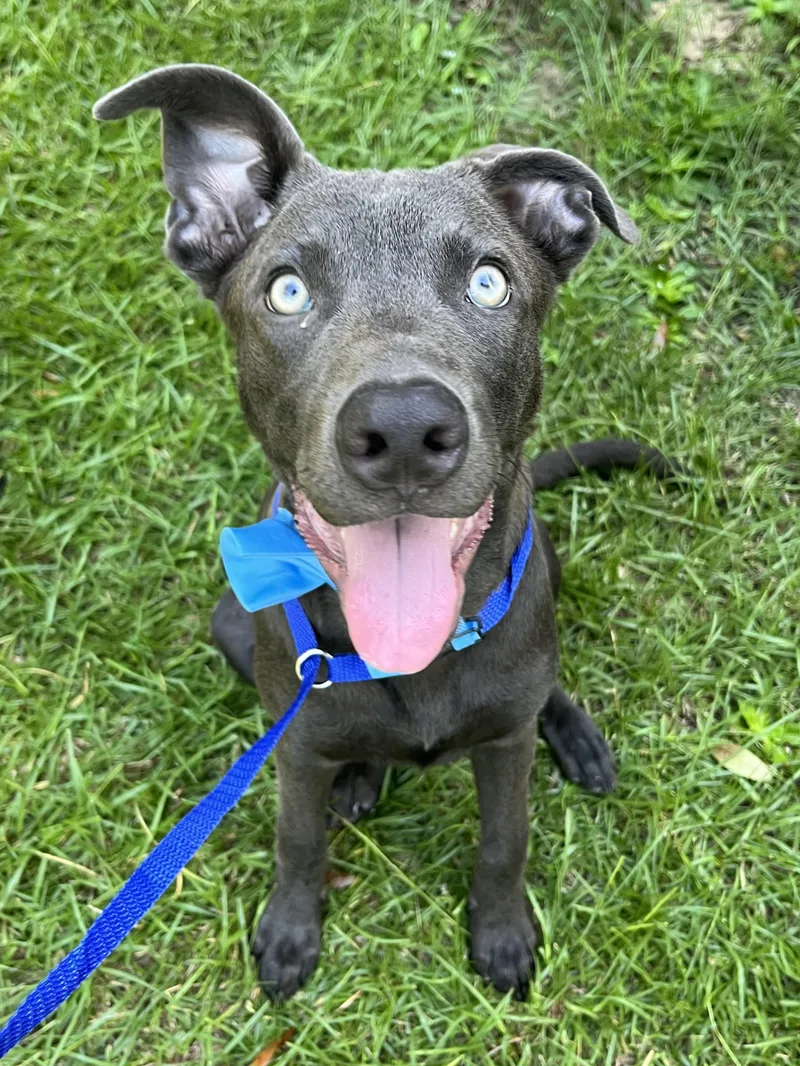 A baby medium-sized male Labrador Retriever dog named Blue for adoption in Gilbert, SC