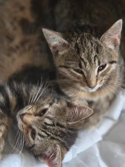 Porch Litter siblings