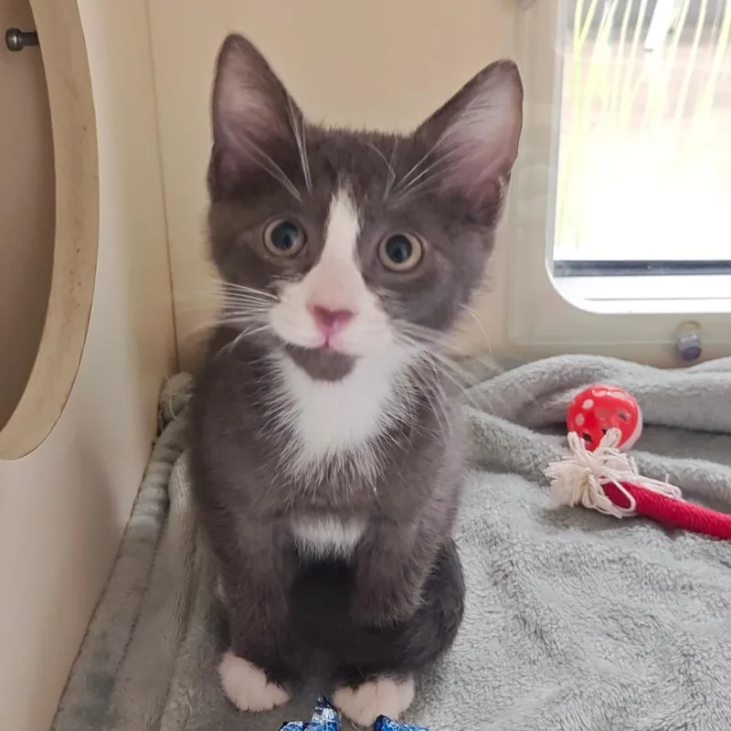 A baby small-sized male Gray / Blue / Silver Domestic Short Hair cat named Goji for adoption in Sarasota, FL