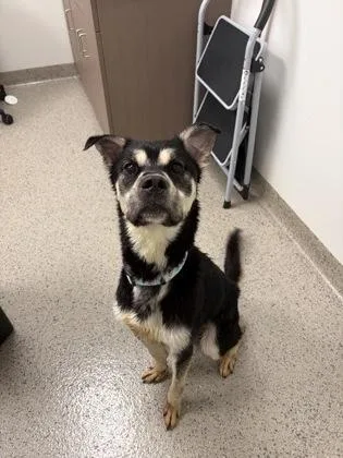 Rufus