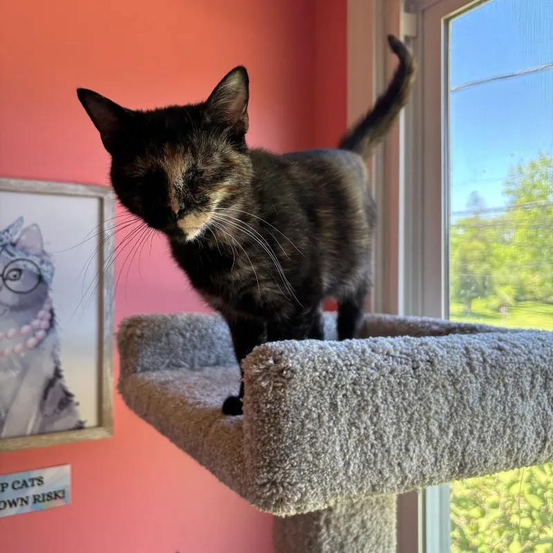A young small-sized female Tortoiseshell Domestic Short Hair cat named Rummy for adoption in Granville, OH