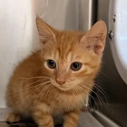 A baby small-sized male Orange / Red Domestic Short Hair cat named Tango for adoption in Marshall, TX
