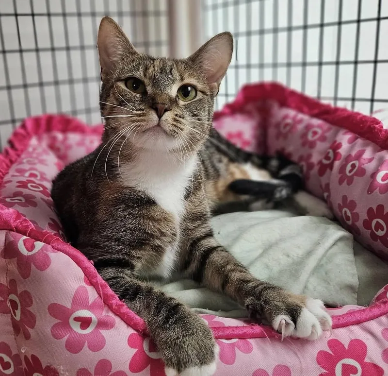 A young medium-sized female Calico Domestic Short Hair cat named Apricot for adoption in Colonia, NJ