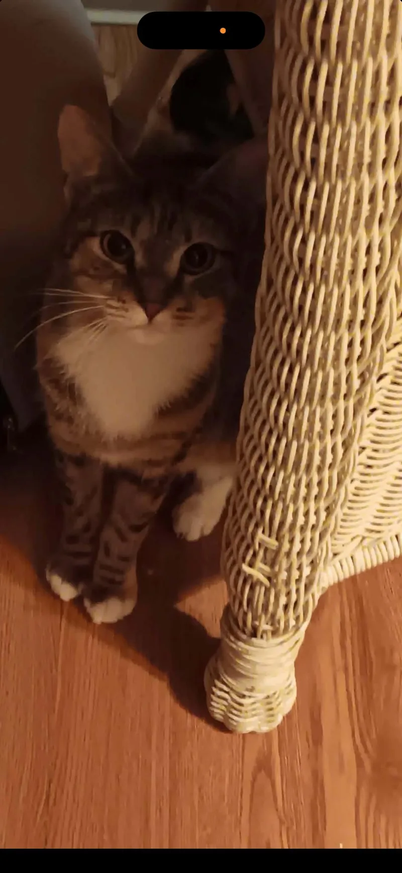 Apricot thumbnail 3