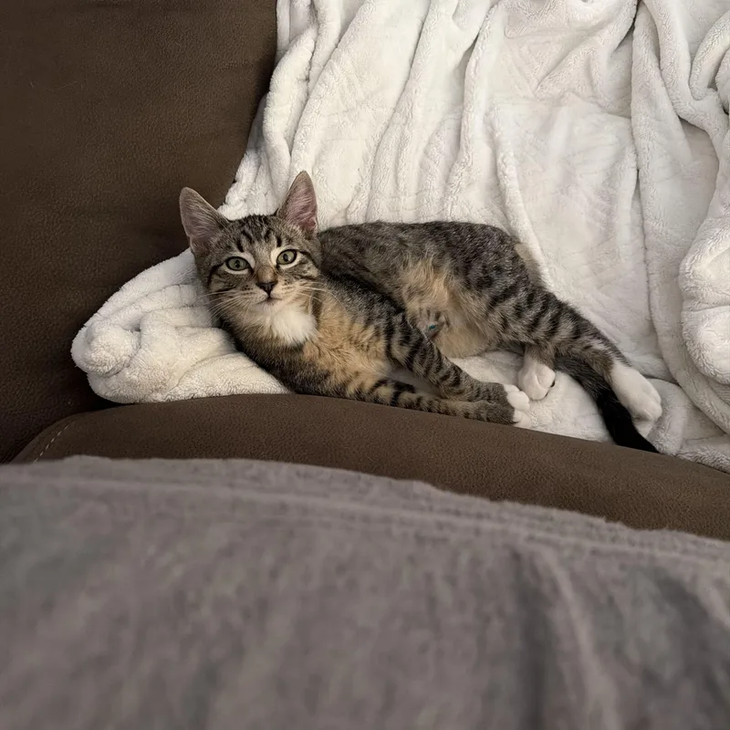 A baby medium-sized male Domestic Short Hair cat named Schmidt for adoption in Maple Valley, WA