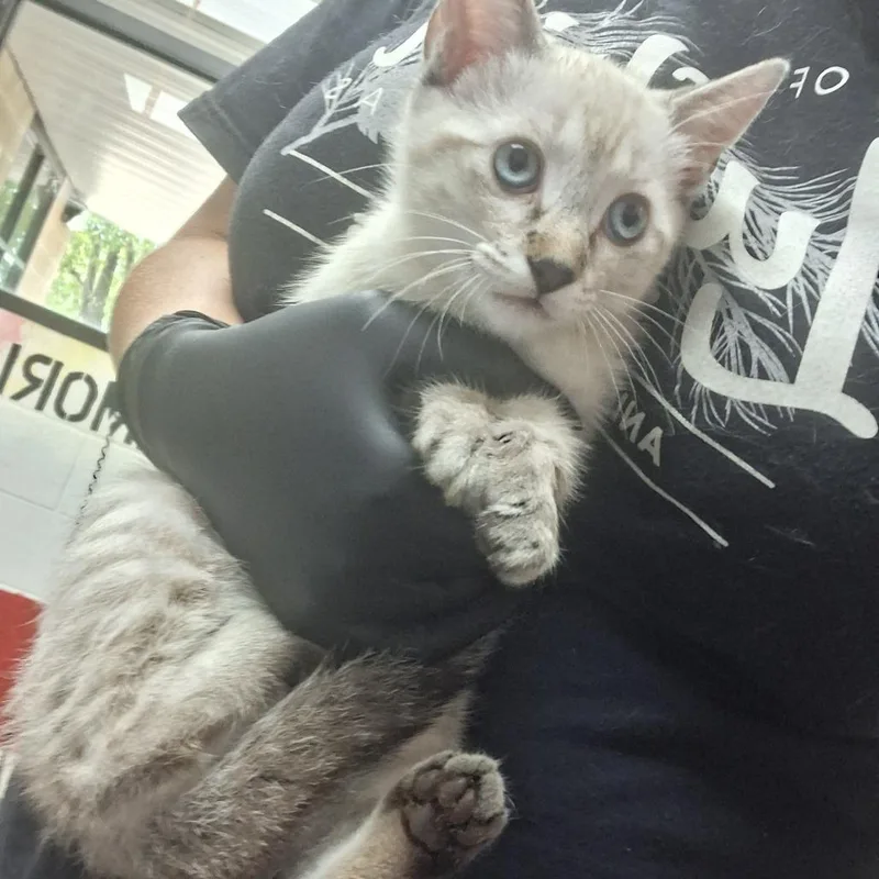 Arya
