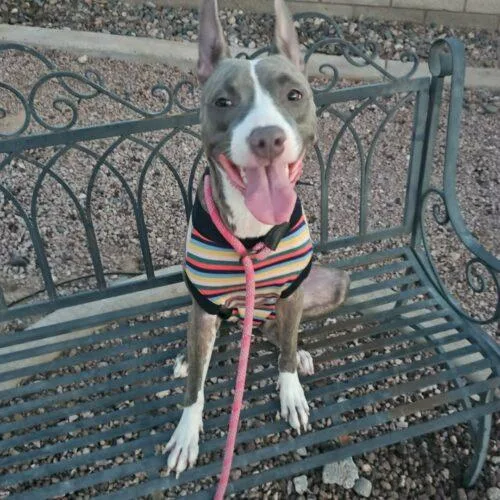 A young medium-sized female Bull Terrier dog named Cherry for adoption in Glendale, AZ