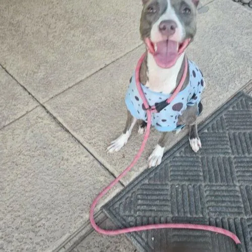 Cherry thumbnail 6