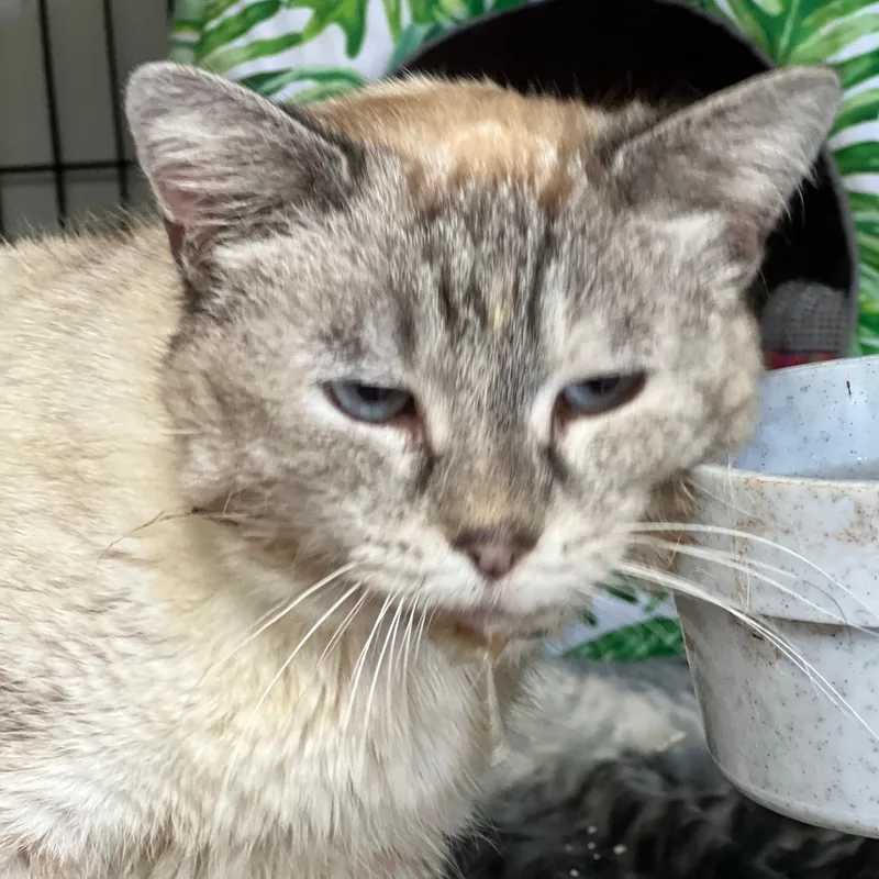 A senior medium-sized female Blue Cream Domestic Short Hair cat named Juliette for adoption in Germansville, PA