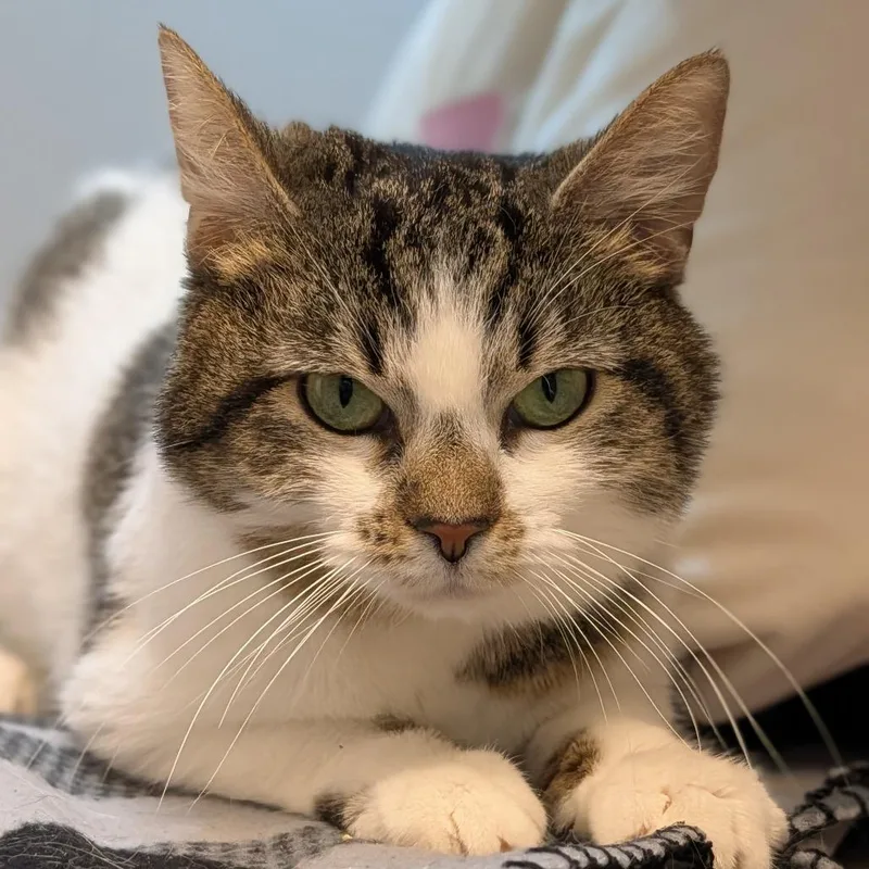 An adult medium-sized female Brown / Chocolate Domestic Short Hair cat named Lolly for adoption in Pittsburgh, PA