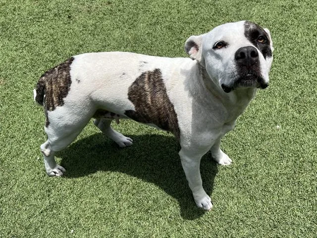 A young medium-sized female Mixed Breed dog named Mima for adoption in Dallas, TX