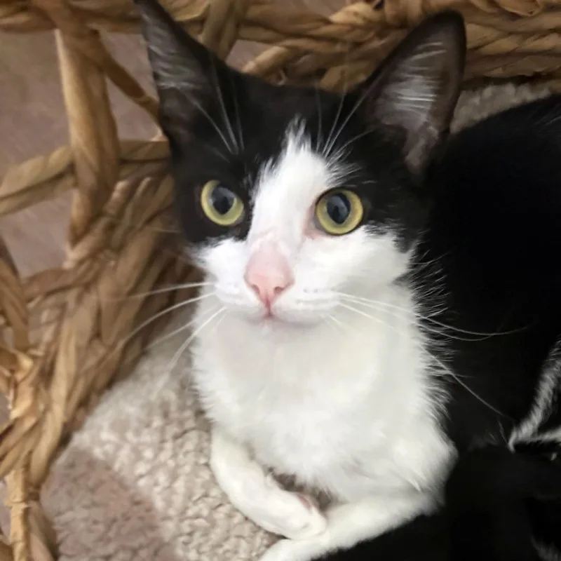 A young medium-sized female Black Domestic Short Hair cat named Grace for adoption in Austin, TX