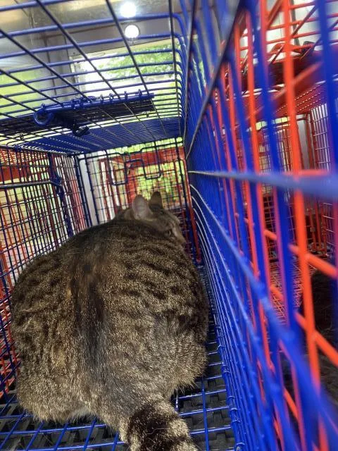 A young large-sized female Domestic Short Hair cat named Privy for adoption in Dallas, TX