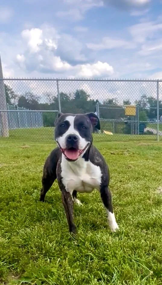 An adult medium-sized female Mixed Breed dog named Maggie for adoption in New Manchester, WV