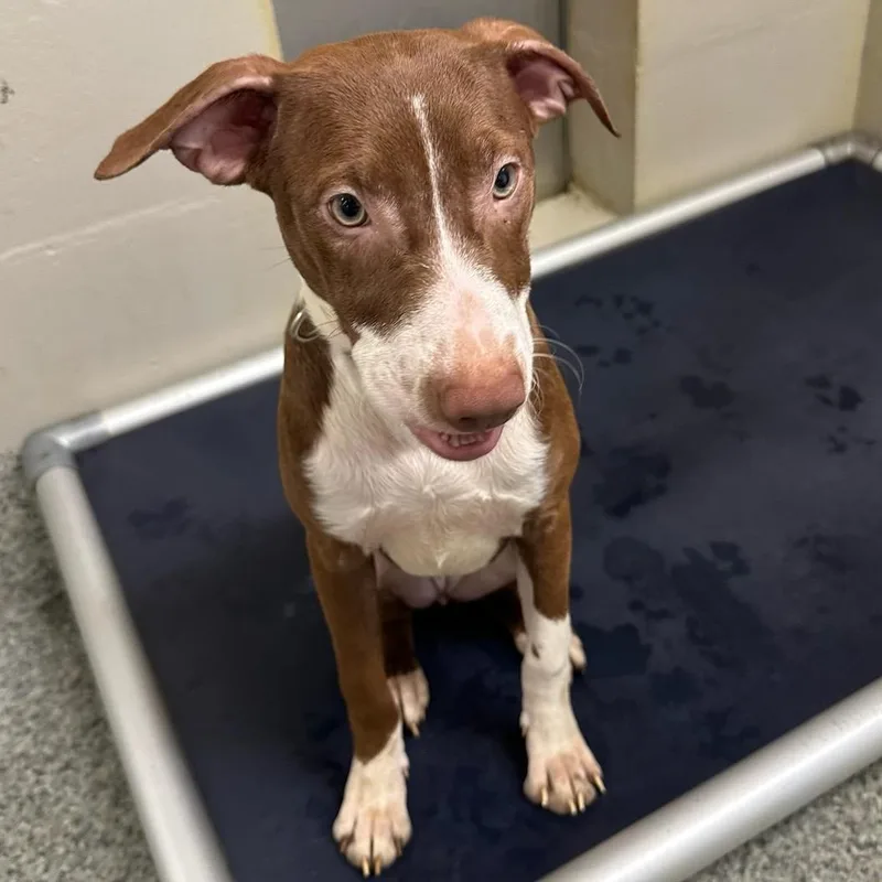 A baby medium-sized female Border Collie dog named Peppa Pig for adoption in Manassas, VA