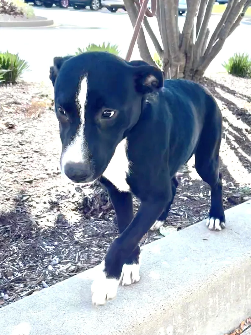 A baby medium-sized female Retriever dog named Graceann for adoption in West Chicago, IL