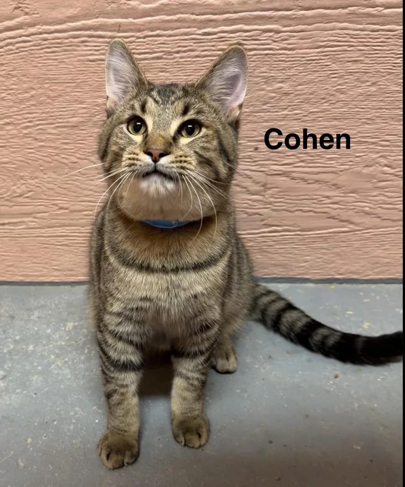 A young medium-sized male Tabby (Buff / Tan / Fawn) Tabby cat named Cohen for adoption in Muncie, IN