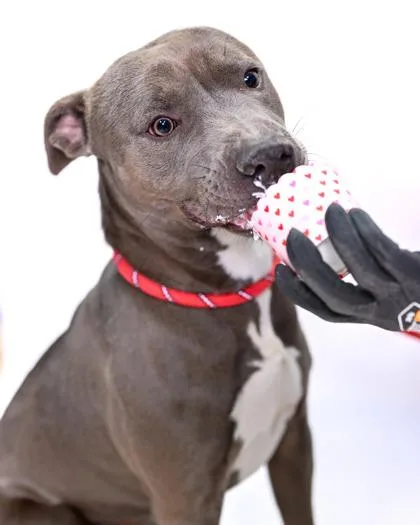 An adult large-sized male Mixed Breed dog named Snarf for adoption in Chamblee, GA