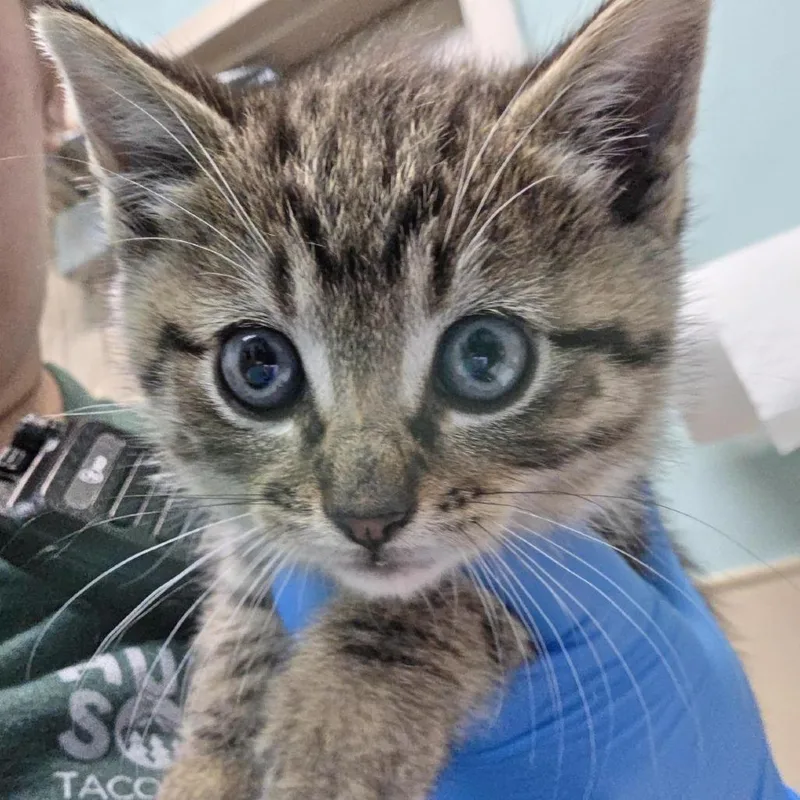 A baby small-sized male Brown / Chocolate Domestic Short Hair cat named Cherry Garcia for adoption in Tacoma, WA
