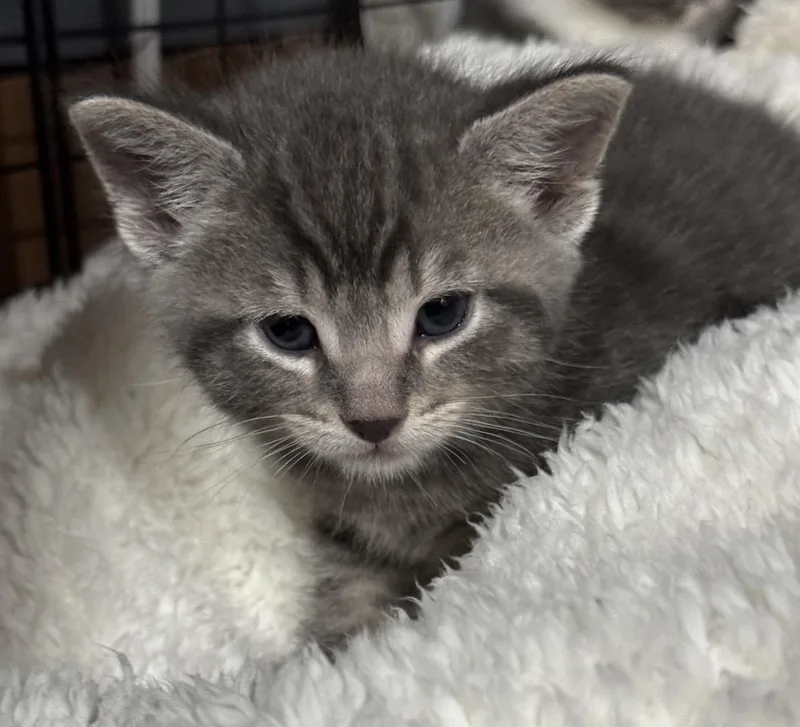 A baby medium-sized male Tabby (Gray / Blue / Silver) Domestic Short Hair cat named Obiwan for adoption in Port Washington, WI